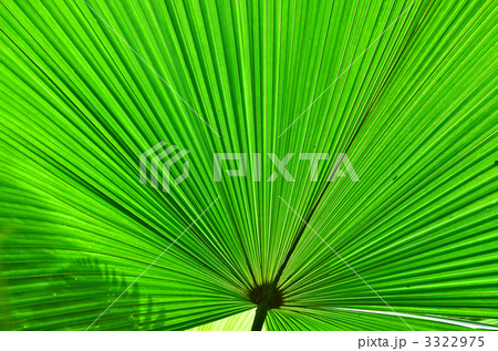 扇状のシュロの葉 扇状のシュロの葉 3322975