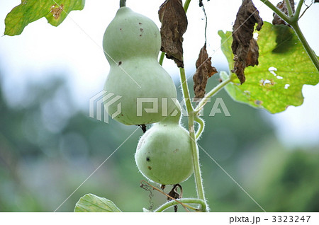 センナリヒョウタン 3323247