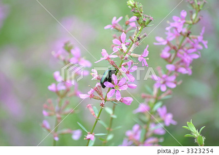 ミソハギ 3323254