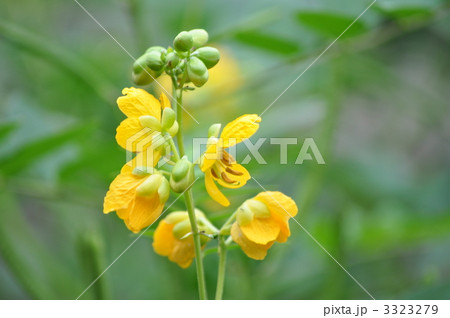 ハブソウ ハブソウ 3323279