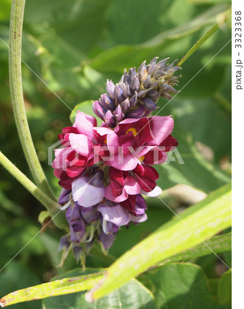葛の花 3323368