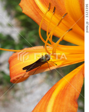 ハマカンゾウとイチモンジセセリ 3323396