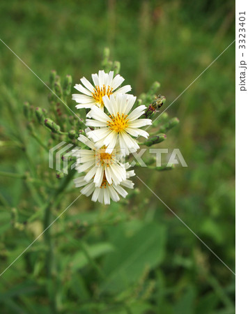 アキノノゲシ 3323401