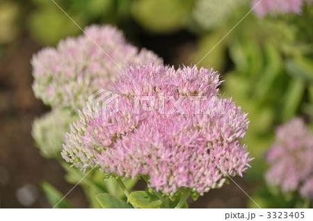 オオベンケイソウ オオベンケイソウ 3323405