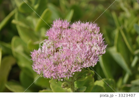 オオベンケイソウ 3323407