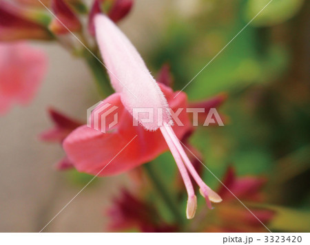 サルビア・コッキネア 3323420