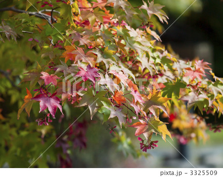 紅葉（エゾオオモミジ） 3325509