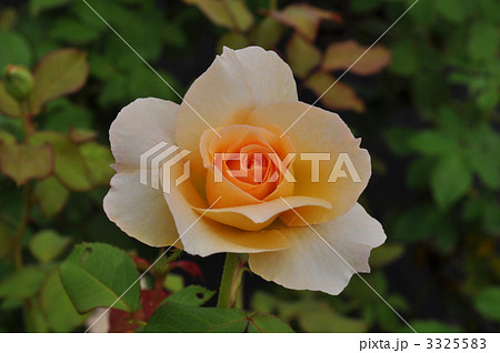 アプリコット・ネクター 3325583