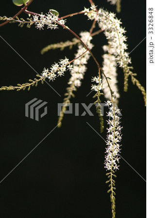 オカワカメの花 オカワカメの花 3326848