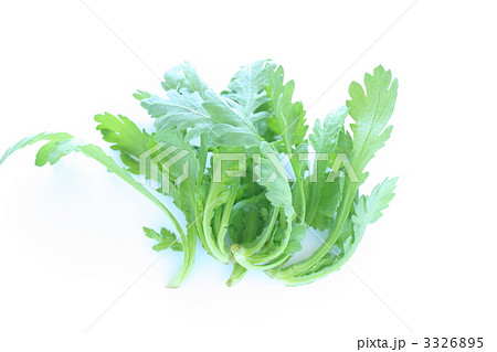 サラダ春菊 3326895