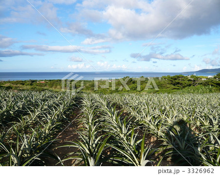 パイナップル畑に写る自分の影 3326962