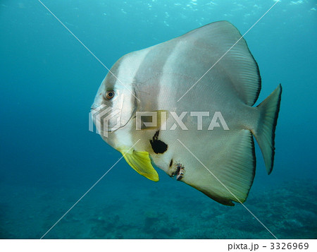 傷付いたツバメウオ 3326969