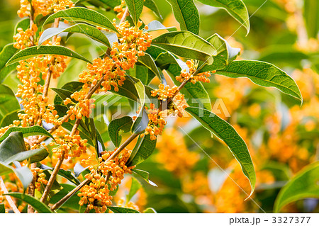 キンモクセイ 3327377