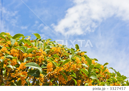 キンモクセイ 3327457