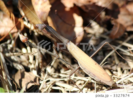 秋のコカマキリ 3327674