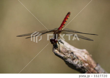 あかとんぼ 3327720