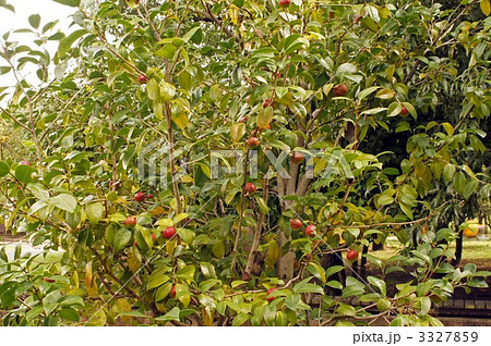 ヤブツバキの実 ヤブツバキの実 3327859