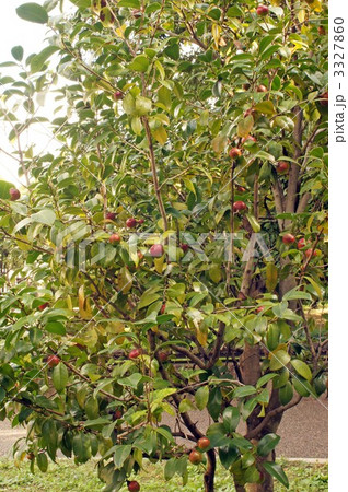 ヤブツバキの実 3327860