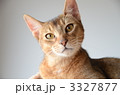 アビシニアン 3327877