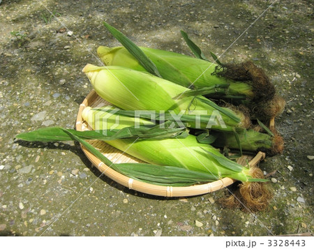 とうもろこし 3328443