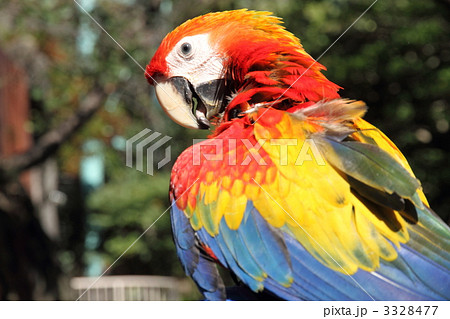 絶滅の危機　コンゴウインコ 3328477