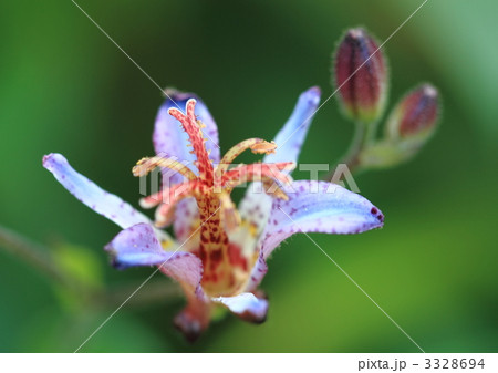 ホトトギズの花 ホトトギズの花 3328694