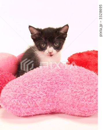 ピンクのクッションと子猫 3328695