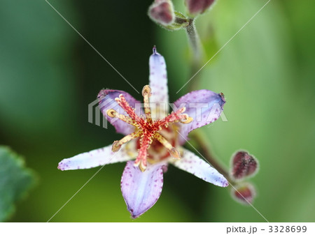 ホトトギスの花 ホトトギスの花 3328699