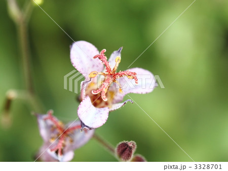 ホトトギスの花 3328701