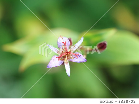 ホトトギズの花 ホトトギズの花 3328705