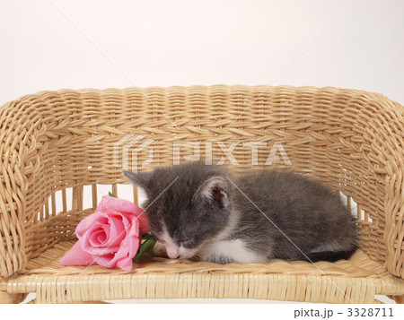 バラの花と子猫 3328711