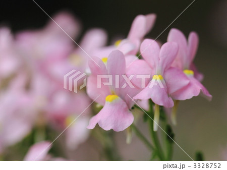 ネメシア・メロウ・ピンクラビット 3328752