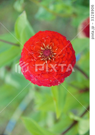 　ダリア 3328906