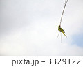 枝にとまるインコ 3329122