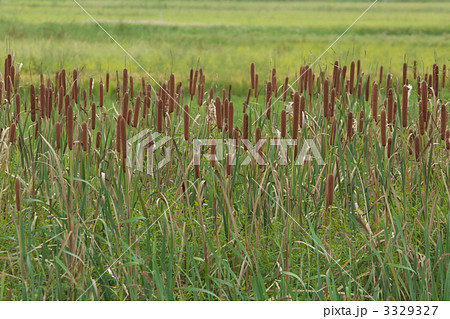 ガマの穂 3329327