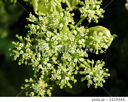 アシタバの花 3329488