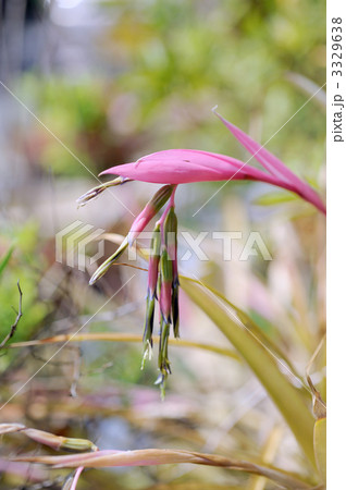 ビルベルギア･ヌータンス 3329638