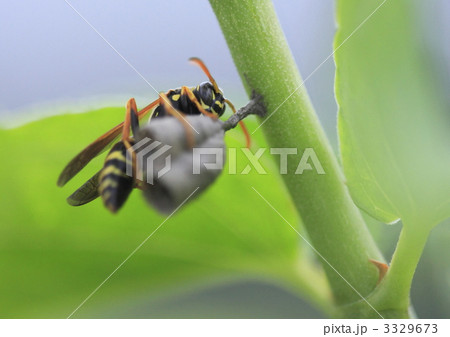 フタモンアシナガバチの営巣 フタモンアシナガバチの営巣 3329673