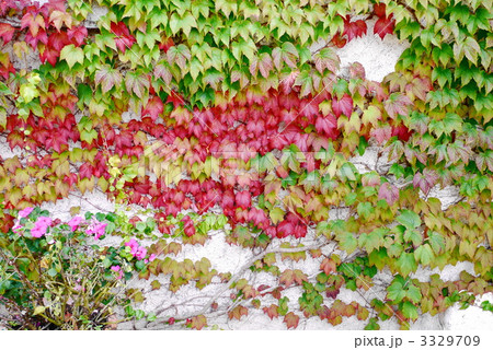 蔦の紅葉 3329709