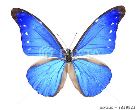 蝶の標本額 ( ブルーモルフォ蝶) 森の宝石 - 美術品