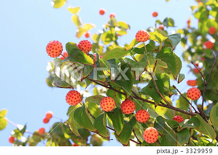 色付いたヤマボウシの実 3329959