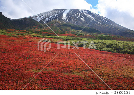 裾合平　紅葉のチングルマと旭岳 3330155