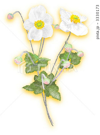 秋明菊の花のイラスト素材