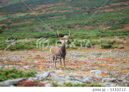 山頂付近に現れた雄のエゾシカ 3330212