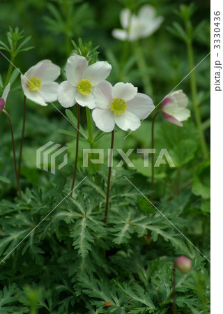 イチリンソウ 3330436