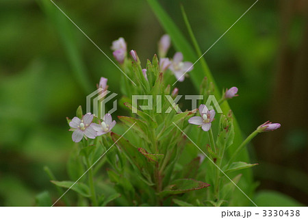 アカバナ 3330438