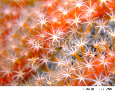 ヤギ　水中　ポリプ　慶良間諸島 3331200