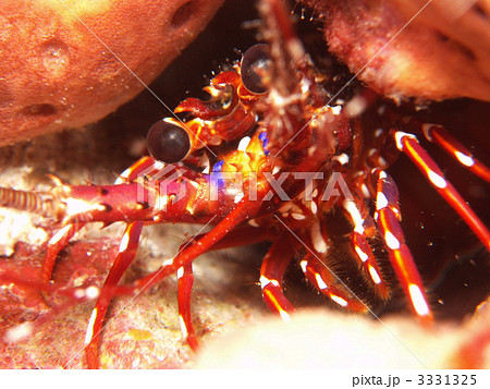 エビ ゴシキエビ 慶良間諸島 沖縄 エビ ゴシキエビ 慶良間諸島 沖縄 3331325