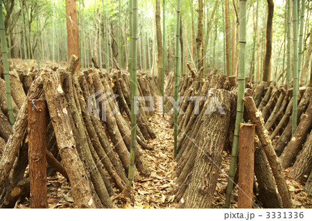 しいたけ栽培 3331336