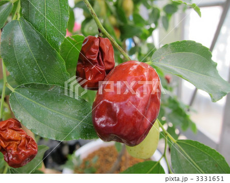 なつめ なつめ 3331651